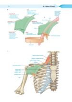 2 in 1 Book Series GIT Surgery - Image 3