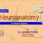 Simplified Neuroanatomy