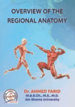 Overview of the Regional Anatomy - Image 2